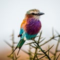 Lilac-breasted roller Coracias caudatus on safari Royalty Free Stock Photo