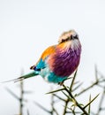 Lilac-breasted roller Coracias caudatus on safari Royalty Free Stock Photo