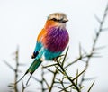 Lilac-breasted roller Coracias caudatus on safari Royalty Free Stock Photo