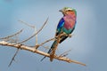Lilac-breasted Roller - Coracias caudatus - colorful magenta, blue, green bird in Africa, widely distributed in sub-Saharan Africa Royalty Free Stock Photo