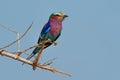 Lilac-breasted Roller - Coracias caudatus - colorful magenta, blue, green bird in Africa, widely distributed in sub-Saharan Africa Royalty Free Stock Photo