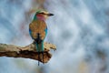 Lilac-breasted Roller - Coracias caudatus - colorful magenta, blue, green bird in Africa, widely distributed in sub-Saharan Africa Royalty Free Stock Photo