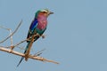 Lilac-breasted Roller - Coracias caudatus - colorful magenta, blue, green bird in Africa, widely distributed in sub-Saharan Africa Royalty Free Stock Photo