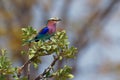 Lilac-breasted Roller - Coracias caudatus - colorful magenta, blue, green bird in Africa, widely distributed in sub-Saharan Africa Royalty Free Stock Photo