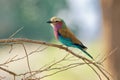 Lilac-breasted Roller - Coracias caudatus - colorful magenta, blue, green bird in Africa, widely distributed in sub-Saharan Africa Royalty Free Stock Photo