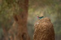 Lilac-breasted Roller - Coracias caudatus - colorful magenta, blue, green bird in Africa, widely distributed in sub-Saharan Africa Royalty Free Stock Photo