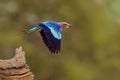 Lilac-breasted Roller - Coracias caudatus - colorful magenta, blue, green bird in Africa, widely distributed in sub-Saharan Africa Royalty Free Stock Photo