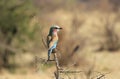 Lilac-breasted Roller, (Coracias caudatus), Etosha Royalty Free Stock Photo