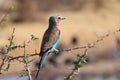 Lilac-breasted Roller, (Coracias caudatus), Etosha Royalty Free Stock Photo