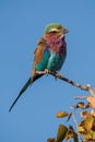 Lilac-breasted roller, Coracias caudatus in Etosha Park, Namibia Royalty Free Stock Photo