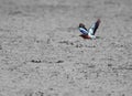 Lilac-breasted Roller Coracias caudatus flying close to the dry sand Royalty Free Stock Photo