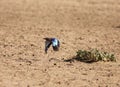 Lilac-breasted Roller Coracias caudatus flying close to the dry sand Royalty Free Stock Photo