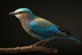 Lilac-breasted roller (Coracias caudatus) Generative AI animal ai