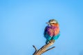 Lilac-breasted roller (Coracias caudatus) looking towards the camera, Etosha National Park, Namibia. Royalty Free Stock Photo