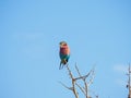 Lilac-breasted roller, Coracias caudatus. Madikwe Game Reserve, South Africa Royalty Free Stock Photo