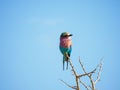 Lilac-breasted roller, Coracias caudatus. Madikwe Game Reserve, South Africa Royalty Free Stock Photo