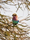 Lilac-breasted roller, Coracias caudatus. Madikwe Game Reserve, South Africa Royalty Free Stock Photo