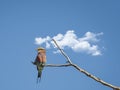 Lilac-breasted roller Coracias caudatus
perched on tree branch against sky Royalty Free Stock Photo