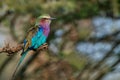 Lilac-breasted roller or Coracias caudatus Royalty Free Stock Photo
