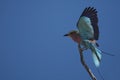 Lilac-breasted Roller Coracias caudatus sitting on the branch with a clear blue sky in background in Kalahari desert.