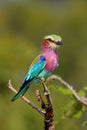 The lilac-breasted roller ,Coracias caudatus, sitting on the branch.Lilac colored bird with green background.A typical African Royalty Free Stock Photo