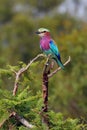 The lilac-breasted roller Coracias caudatus sitting on the branch.Lilac colored bird with green background.A typical African Royalty Free Stock Photo