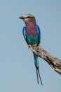 Lilac-breasted roller on dead branch looking left Royalty Free Stock Photo