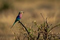 Lilac-breasted roller on dead bush in profile Royalty Free Stock Photo