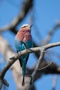 lilac breasted roller on a deadwood tree