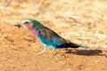 Lilac-breasted Roller, Kenya, Africa Royalty Free Stock Photo