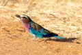 Lilac-breasted Roller, Kenya, Africa Royalty Free Stock Photo