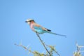 Lilac-breasted Roller Royalty Free Stock Photo