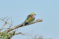 Lilac Breasted Roller Royalty Free Stock Photo