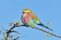 Lilac Breasted Roller Royalty Free Stock Photo