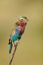 Lilac-breasted roller, Etosha park, Namibia Royalty Free Stock Photo