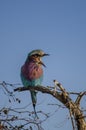 Lilac-breasted roller