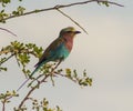 Lilac breasted roller in Kenya Africa Royalty Free Stock Photo