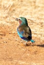 Lilac-breasted Roller, Kenya, Africa Royalty Free Stock Photo