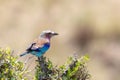 Lilac-Breasted Roller, Kenya, Africa Royalty Free Stock Photo