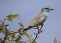 Lilac Breasted Roller Royalty Free Stock Photo