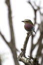 Lilac-Breasted Roller - Kruger National Park