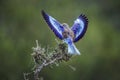 Lilac breasted roller in Kruger National park, South Africa