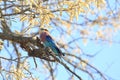 Lilac-breasted roller