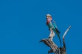 Lilac-breasted roller looking up from dead branch Royalty Free Stock Photo