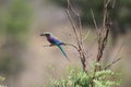 Lilac Breasted Roller