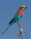 Lilac breasted roller