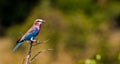 Lilac Breasted Roller Perched on a branch Royalty Free Stock Photo