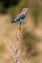 Lilac Breasted Roller Perched on a branch Royalty Free Stock Photo