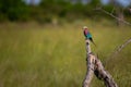 Lilac-breasted roller perched on branch Royalty Free Stock Photo