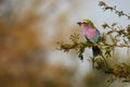 Lilac-breasted roller perched on a branch Royalty Free Stock Photo